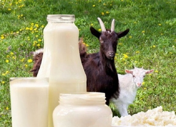 Keçi Sütü: Beslenme, Sağlık Faydaları ve Nasıl Kullanılır?